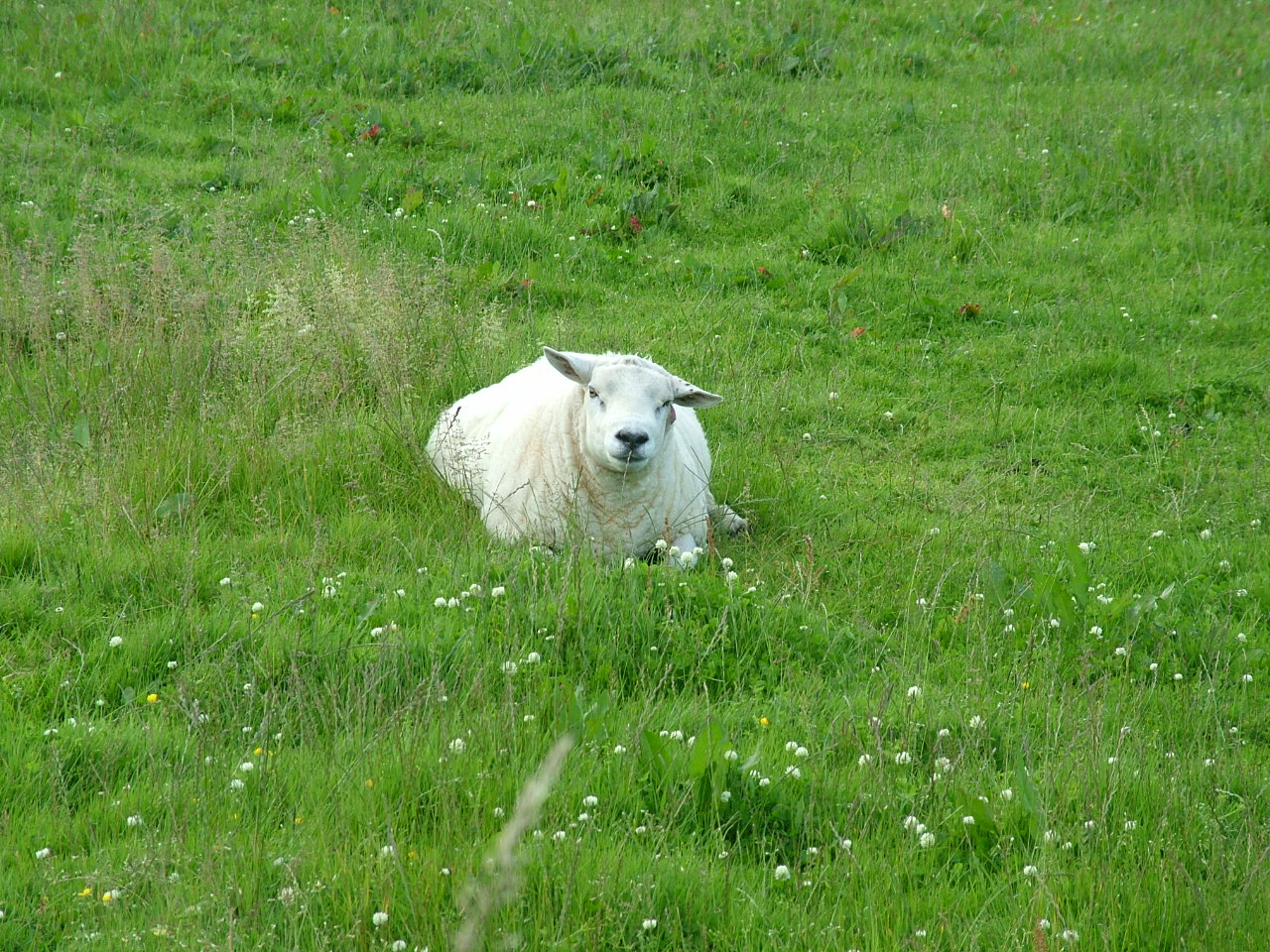 sheep2.jpg