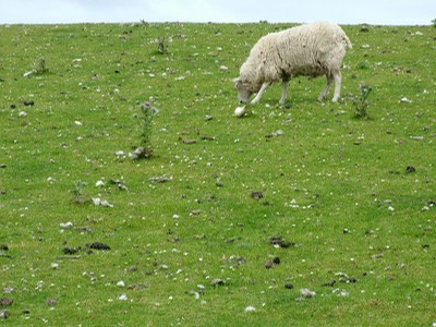 sheep5.jpg