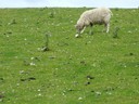 sheep5.jpg