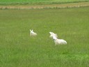 sheep6.jpg
