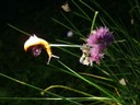 schnecke1.jpg