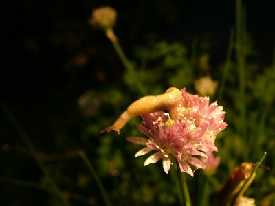 schnecke2.jpg