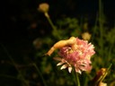 schnecke2.jpg