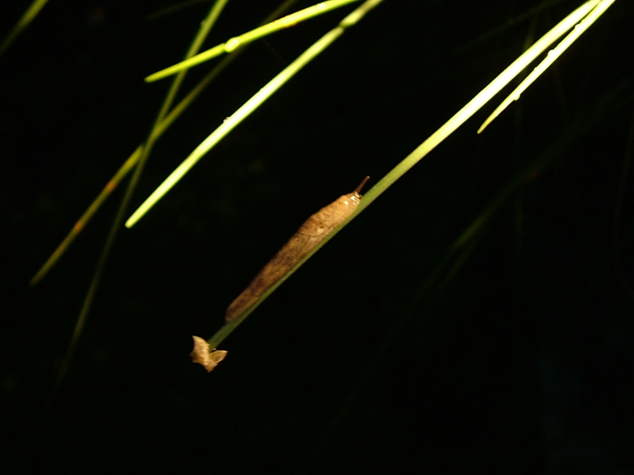 schnecke3.jpg
