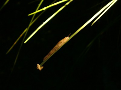 schnecke3.jpg