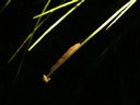 schnecke3.jpg
