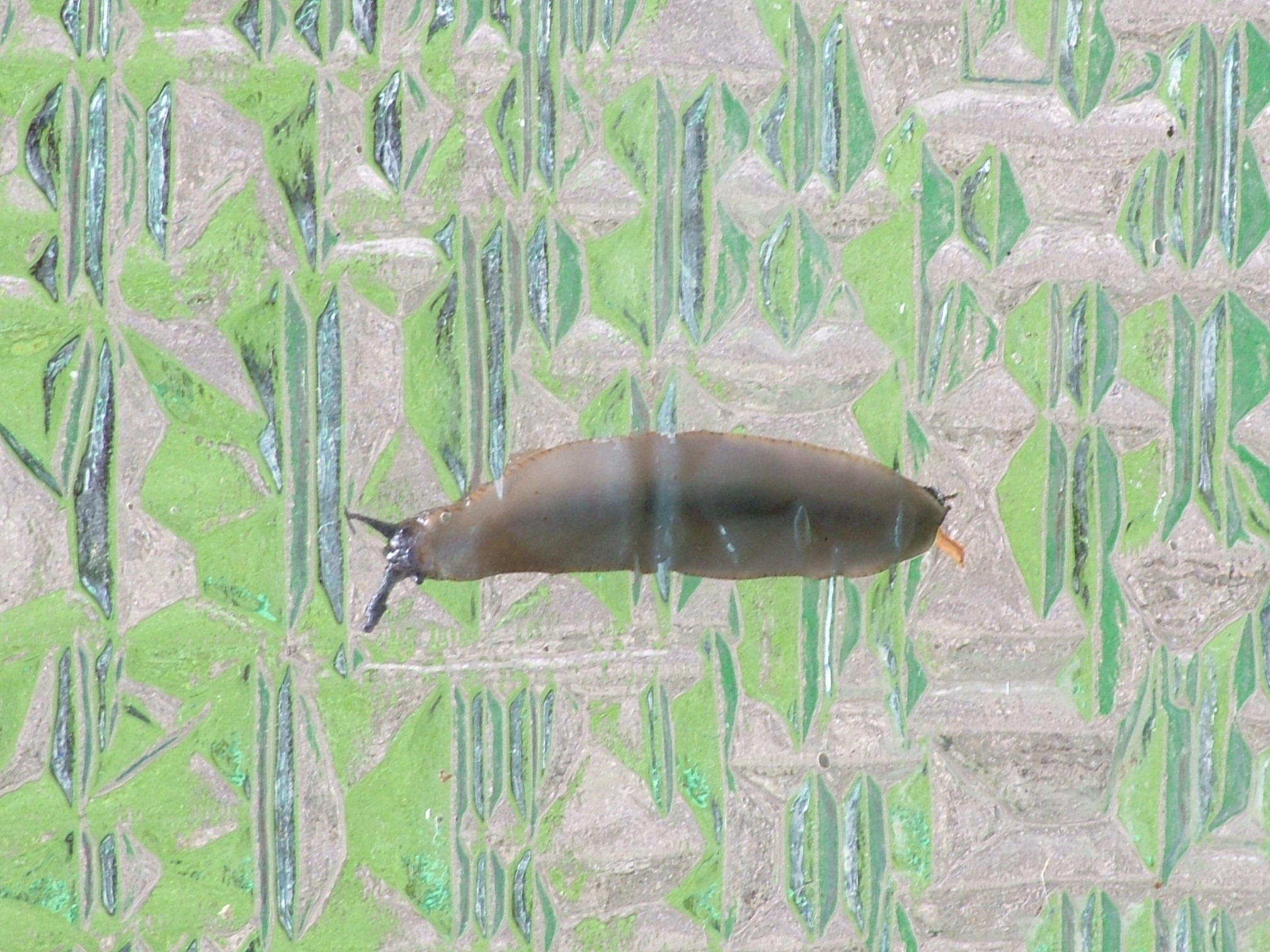 schnecke4.jpg