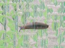 schnecke4.jpg